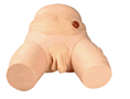導(dǎo)尿模型(男性整體)